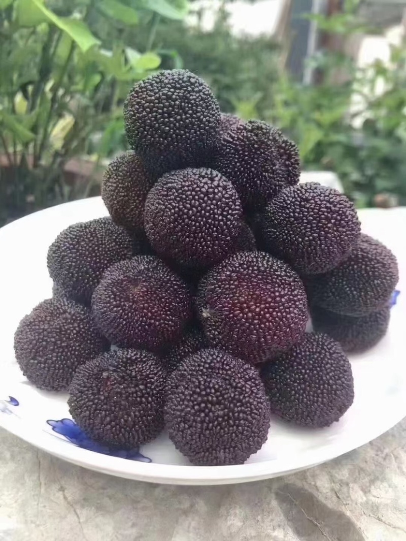 苏州东山乌紫杨梅火热🔥销售中