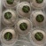 秋月梨产地山东秋月梨机选秋月梨专业代收加工冷藏
