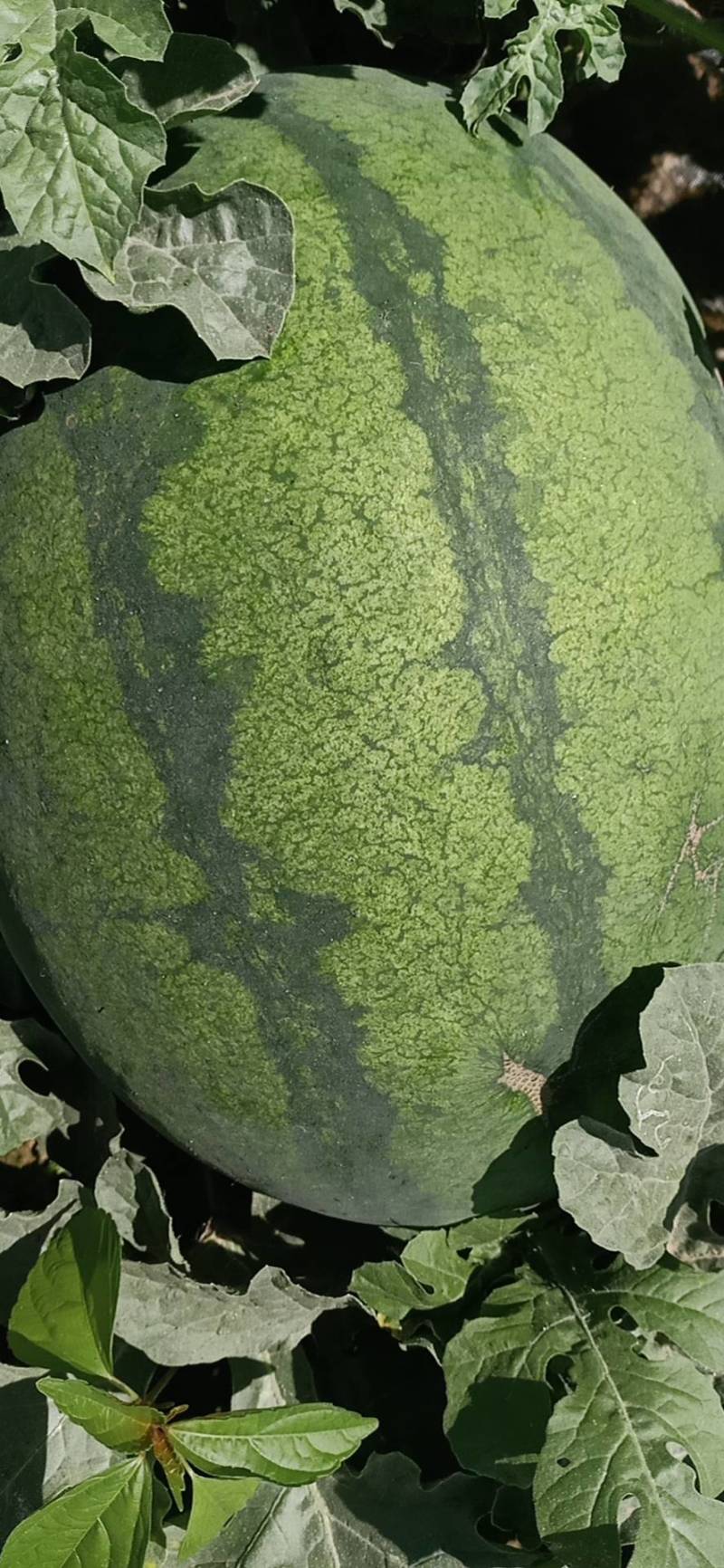 西瓜