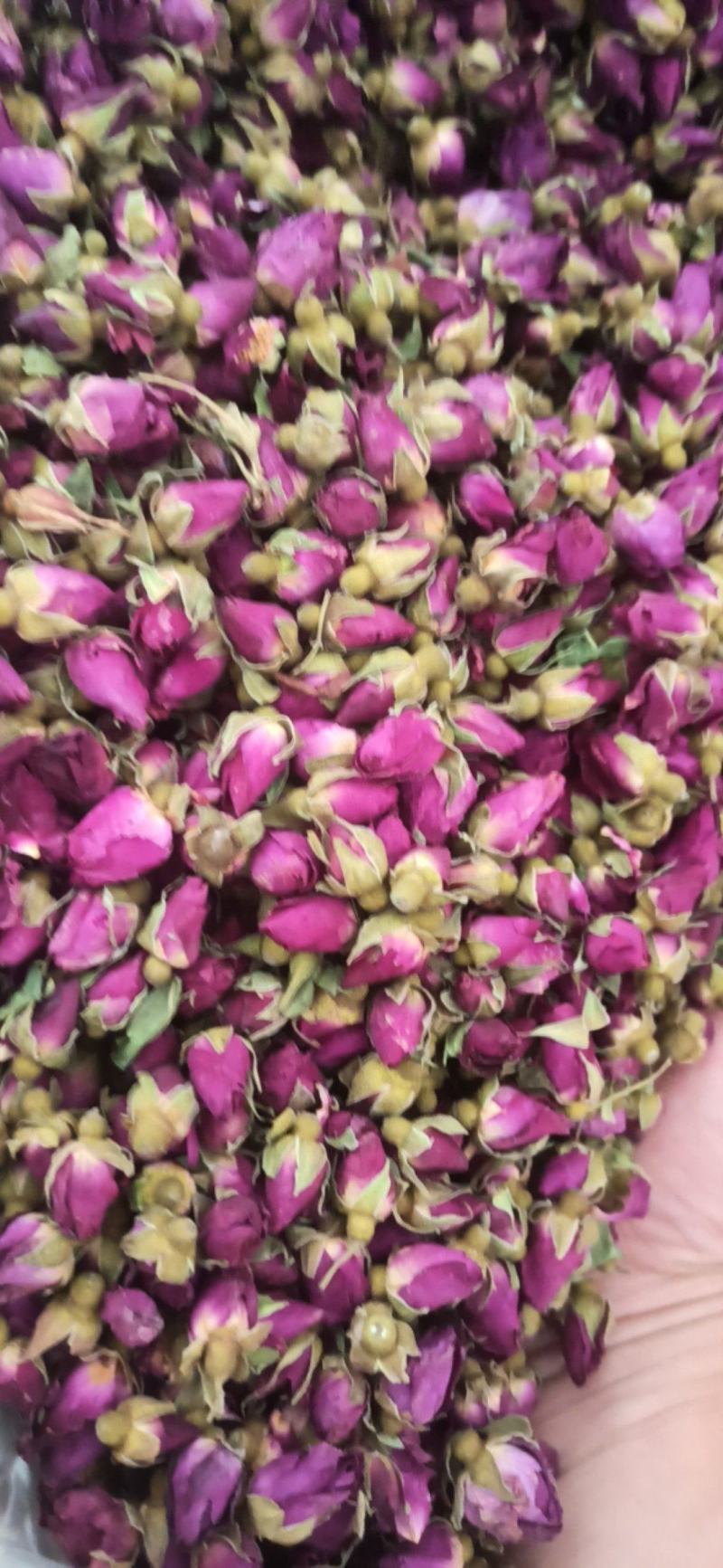 玫瑰花苦水玫瑰批发玫瑰量大从优质量保证