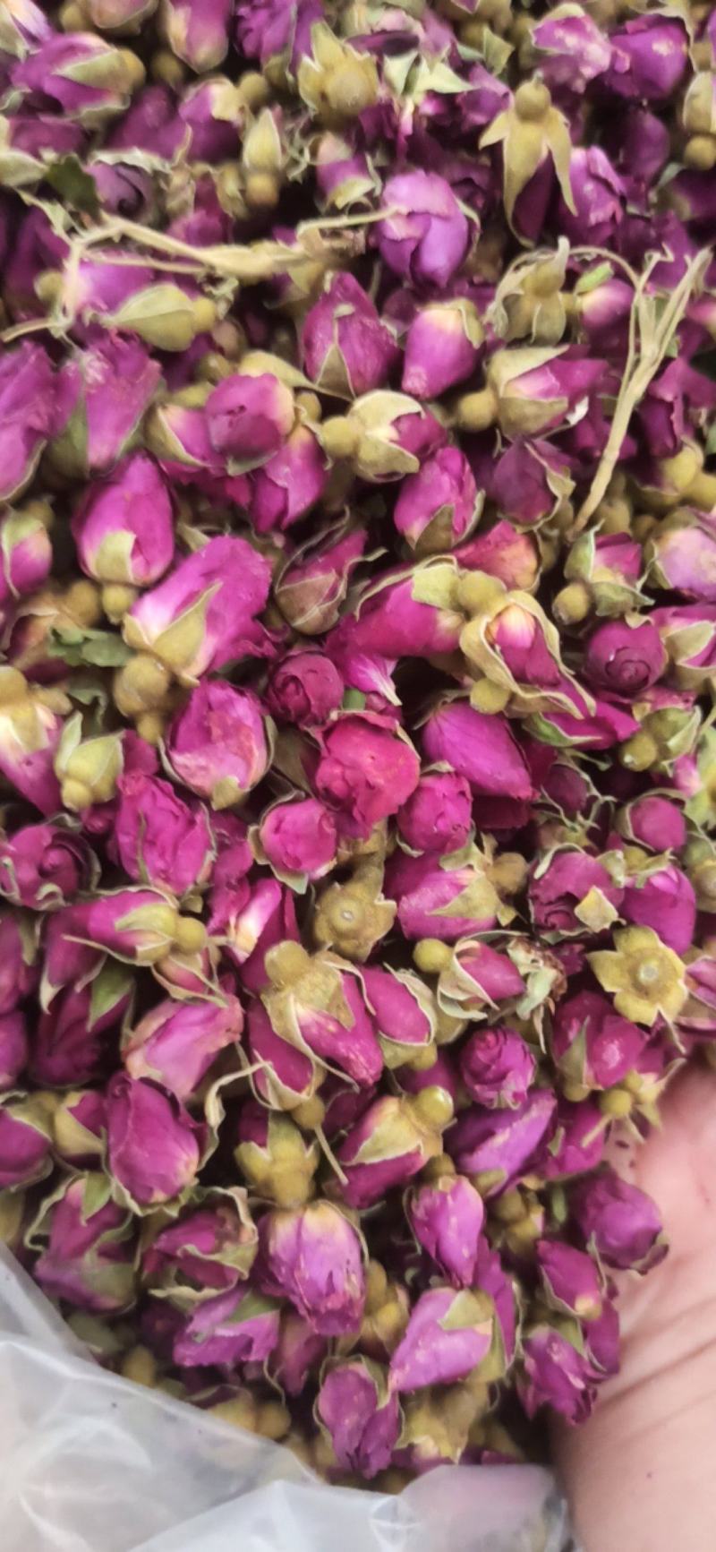 玫瑰花苦水玫瑰批发玫瑰量大从优质量保证
