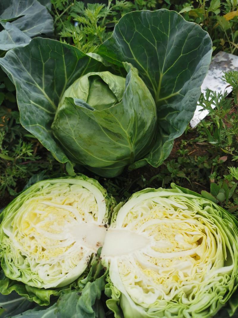 贵州铁头包菜甘蓝品质保证，欢迎客商来电咨询