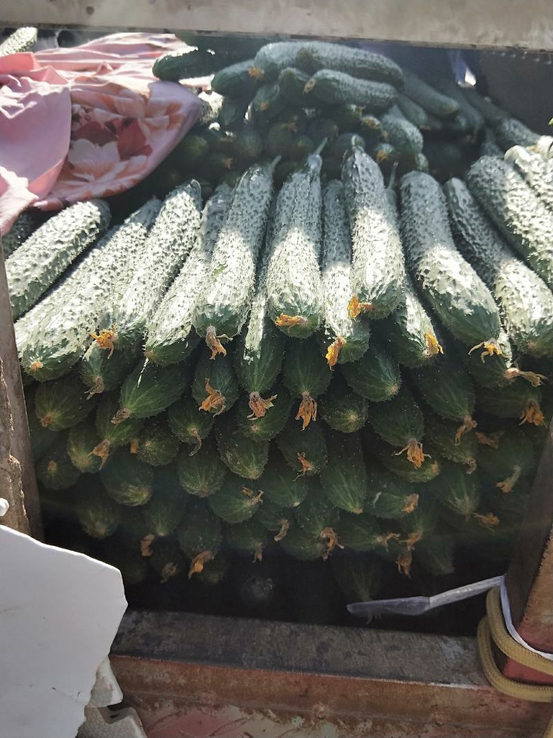 带刺粉黄瓜上市、平台供货、场看货品质保证