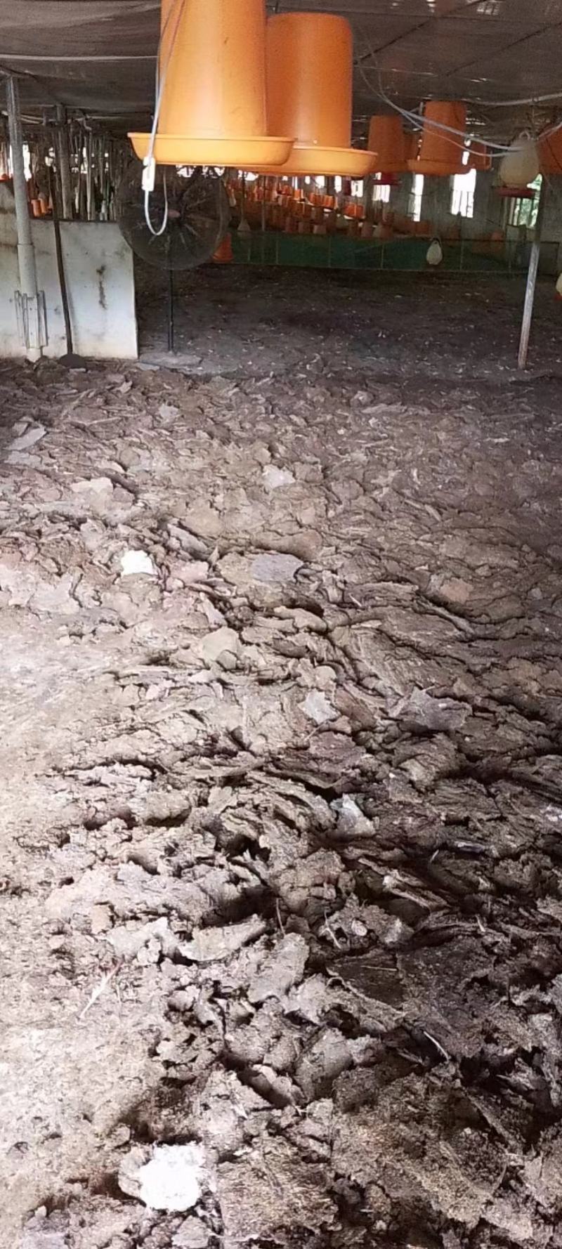 鸡粪长期有货基地直发有纯鸡粪谷壳鸡粪诚信经营需要可联系