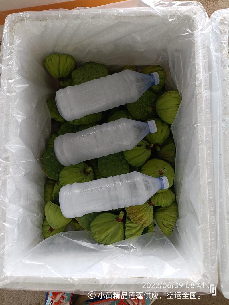 2024年海南基地水果莲蓬精品发货，当天采摘当天空运全国