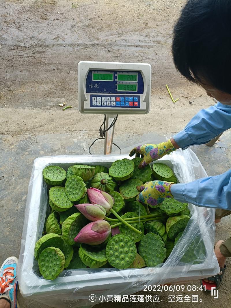2024年海南基地水果莲蓬精品发货，当天采摘当天空运全国