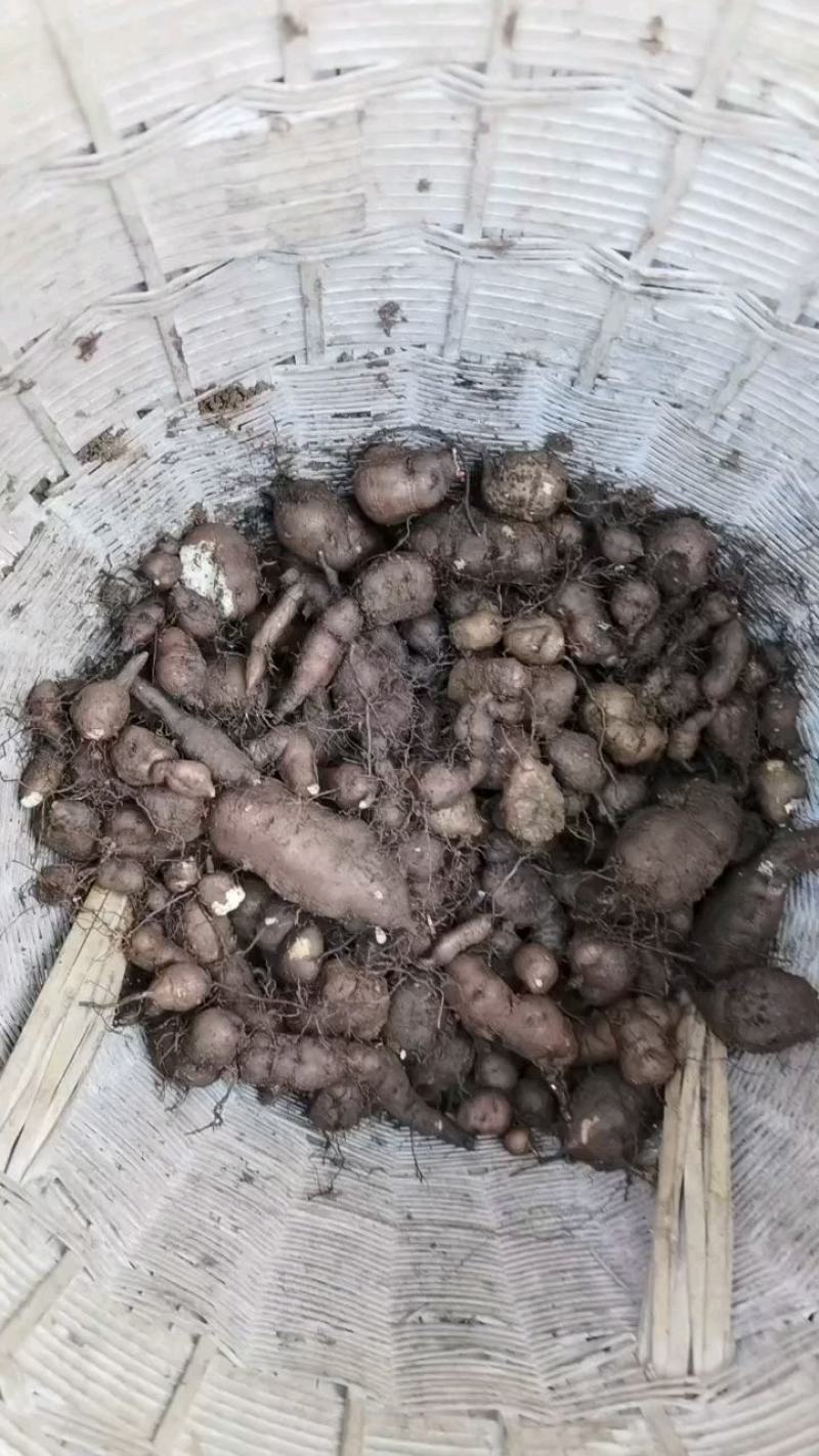 现挖现卖三叶青，保质保量，一年四季可供鲜果，欢迎你的光临