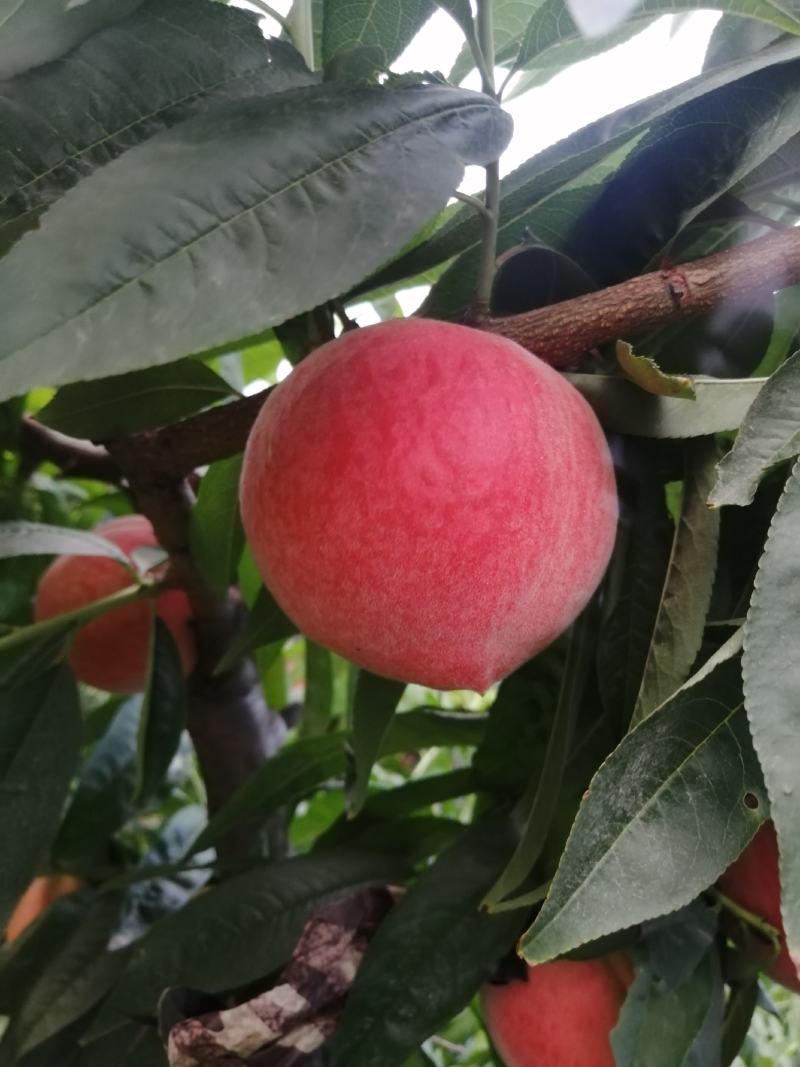 纸袋桃