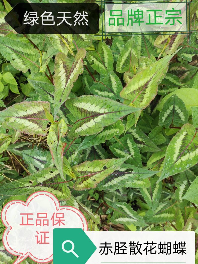 云南中药材野生赤胫散装花蝴蝶根新鲜货现挖现卖500克