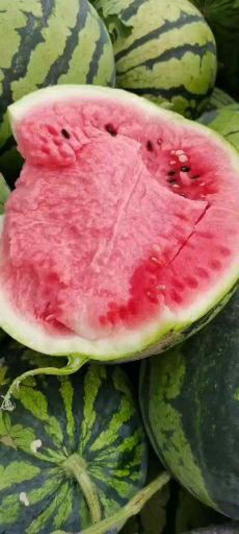 美都西瓜产地直供一手货源充足品质保证价格美丽！