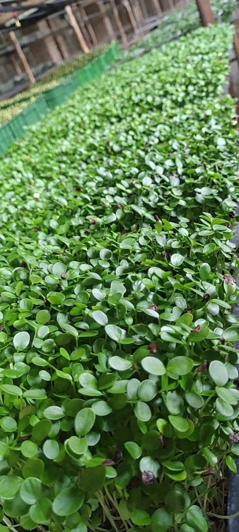 香椿芽苗菜，质量包您满意，现已大量上市，欢迎前来咨询