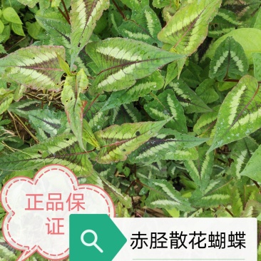 云南中药材野生赤胫散装花蝴蝶根新鲜货现挖现卖500克