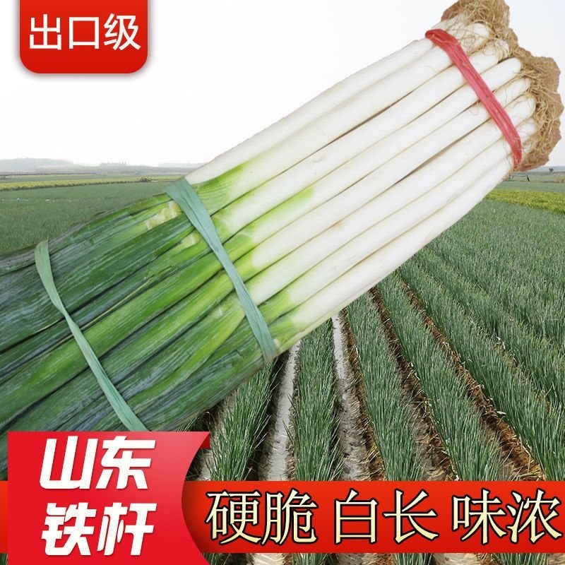 山东铁杆大葱，毛葱净葱，基地直销，货源稳定供货全国市场。