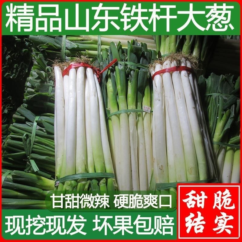 山东铁杆大葱，毛葱净葱，基地直销，货源稳定供货全国市场。