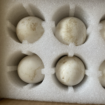 活珠子蛋，可食用可孵化（可以教孵化技术）