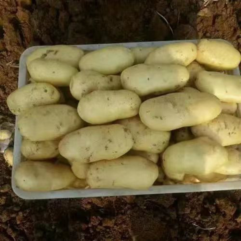 【热销】荷兰十五土豆产地直发商超品质物美价廉
