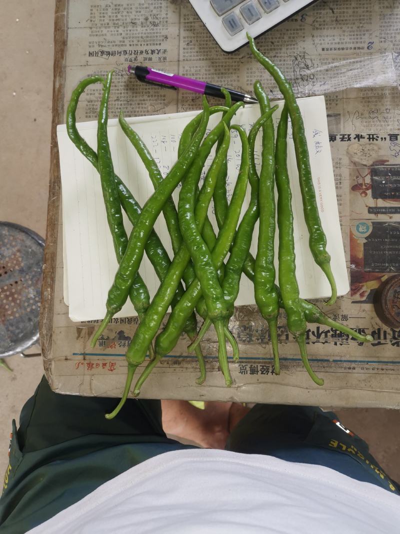 精品线椒