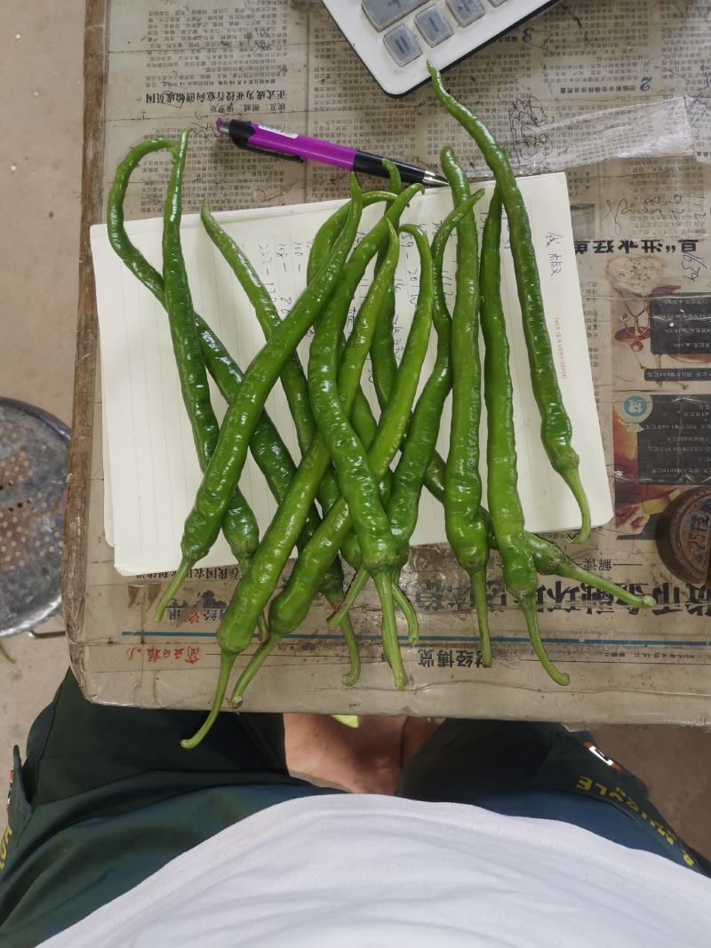 精品线椒