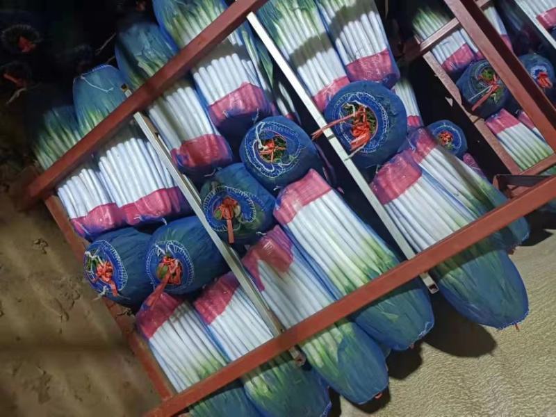 精品大葱大量有货打冷无烂葱叶面好只做精品货源
