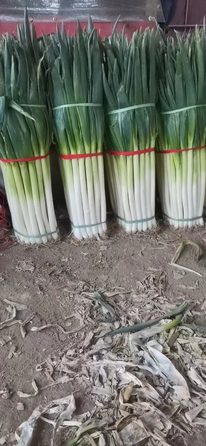 精品大葱大量有货打冷无烂葱叶面好只做精品货源