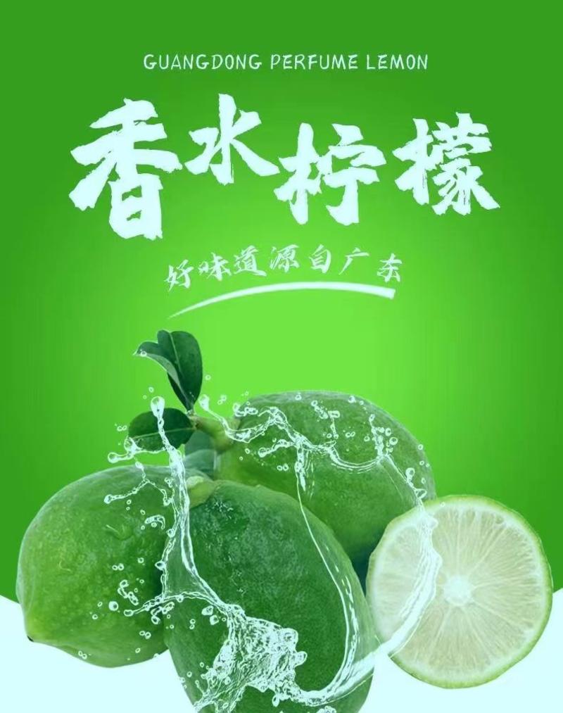 广东香水柠檬，果园供应，无籽多汁，货源充足，视频看货