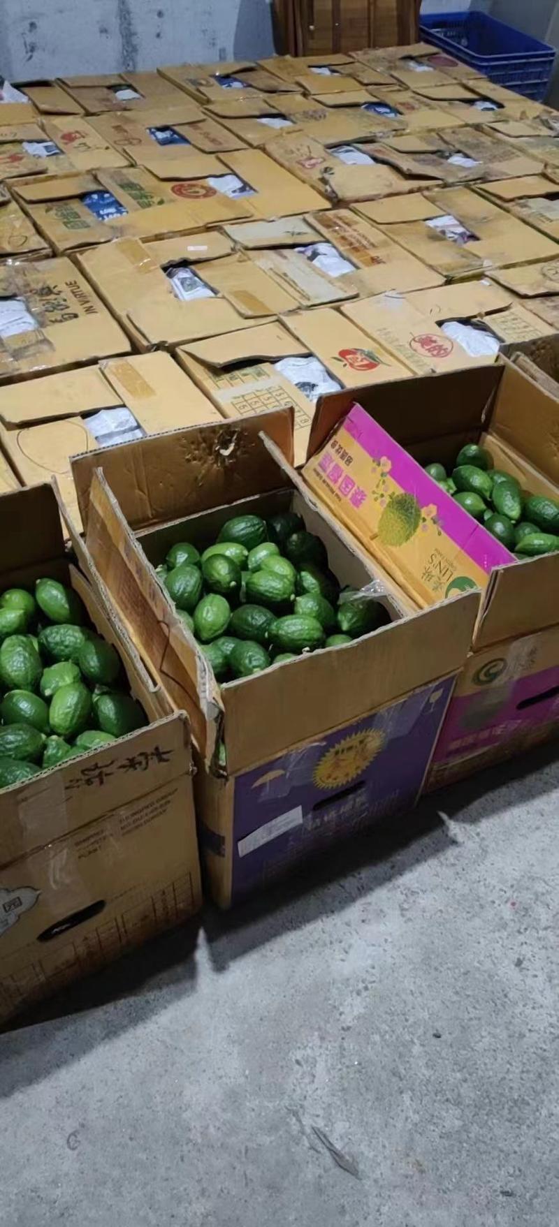 广东香水柠檬，果园供应，无籽多汁，货源充足，视频看货