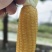 苏州市常熟市董浜黄金小玉米基地直发现采量大团购