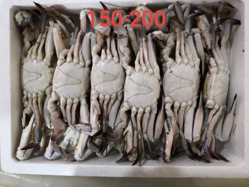 梭子蟹