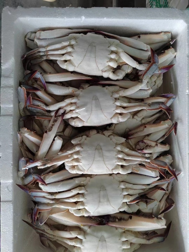 梭子蟹