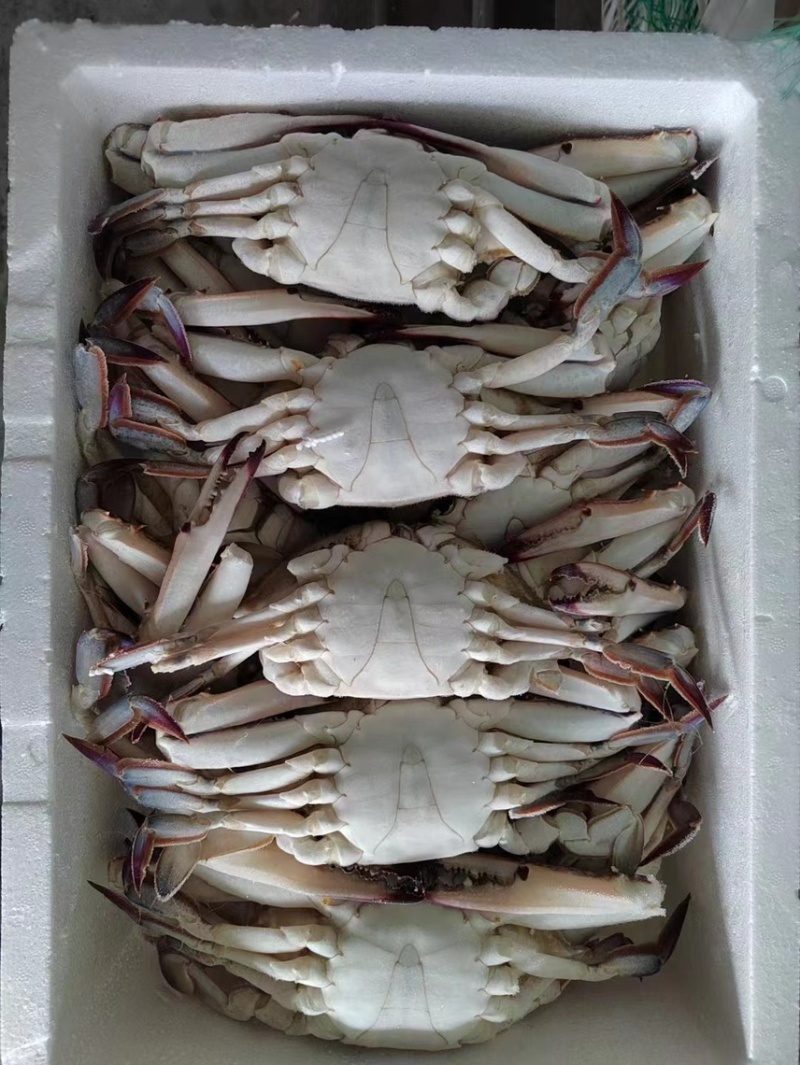 梭子蟹