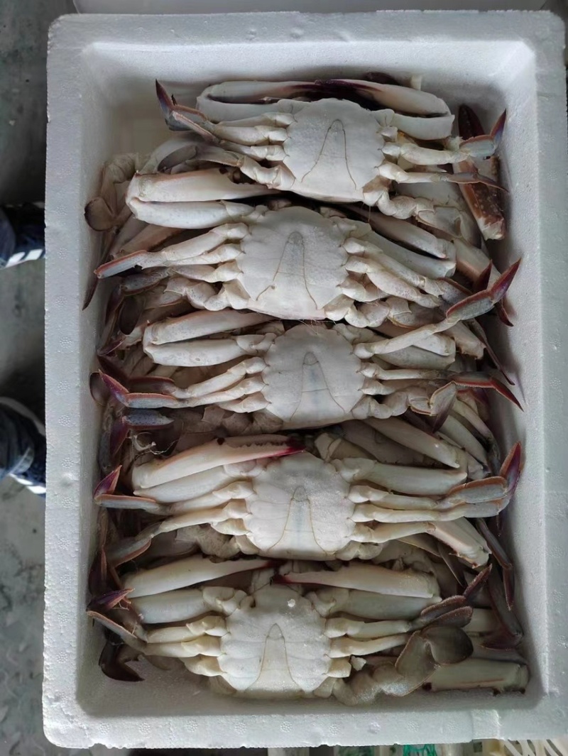 梭子蟹
