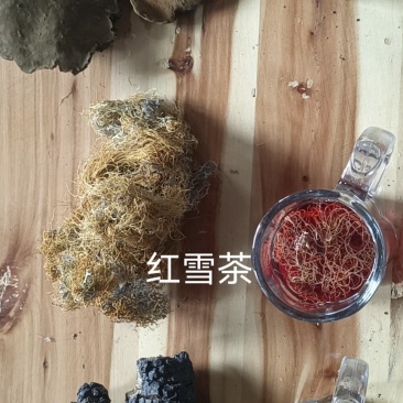 川西高原桦树茸