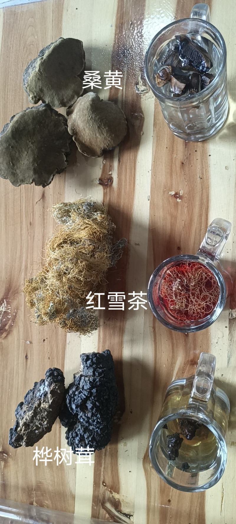 川西高原桦树茸