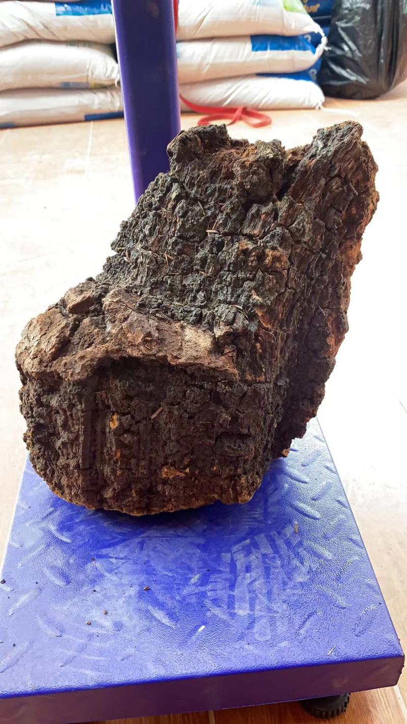 川西高原桦树茸