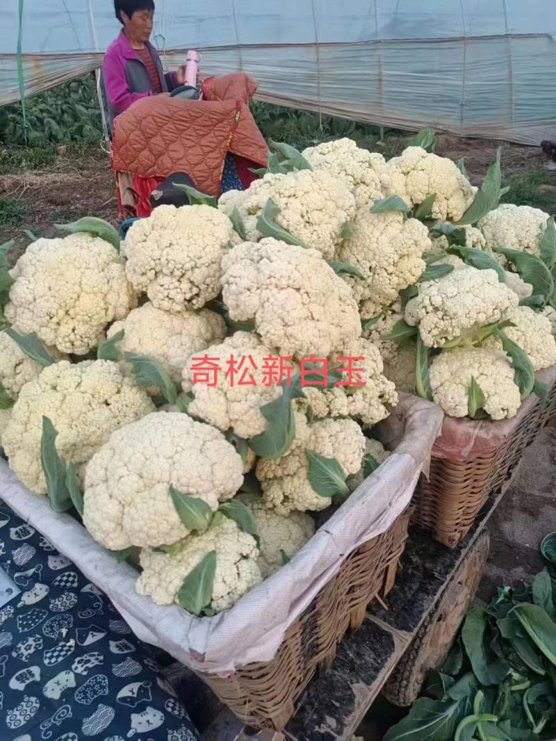 杂交松花菜品种生长势强花球洁白美观，浅青梗花球松大。