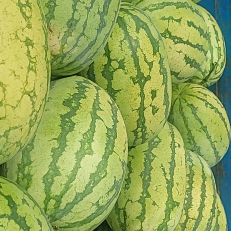 【热卖】宁夏石头瓜头茬A货，甜度高个头大，货源充足