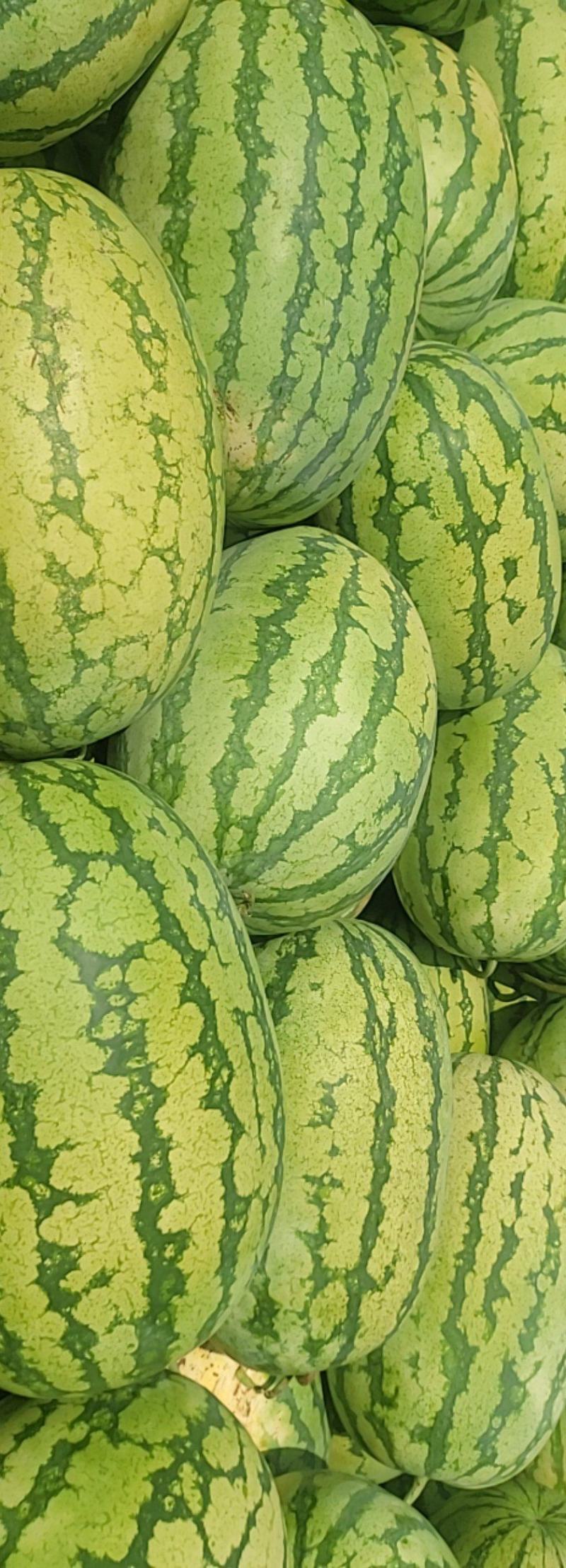 【热卖】宁夏石头瓜头茬A货，甜度高个头大，货源充足
