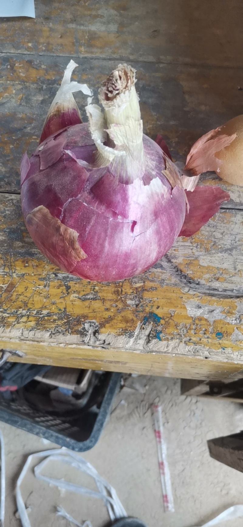 【推荐】红皮洋葱，个头大质量好，产地直供欢迎联系