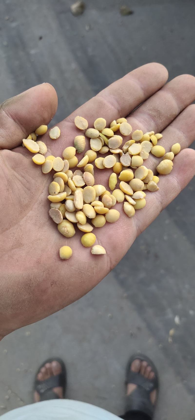 色选黄豆瓣大豆瓣高蛋白出浆好