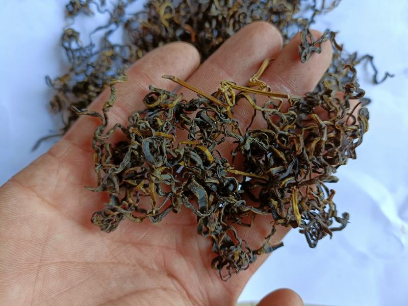 赶黄草茶赶黄草叶赶黄草