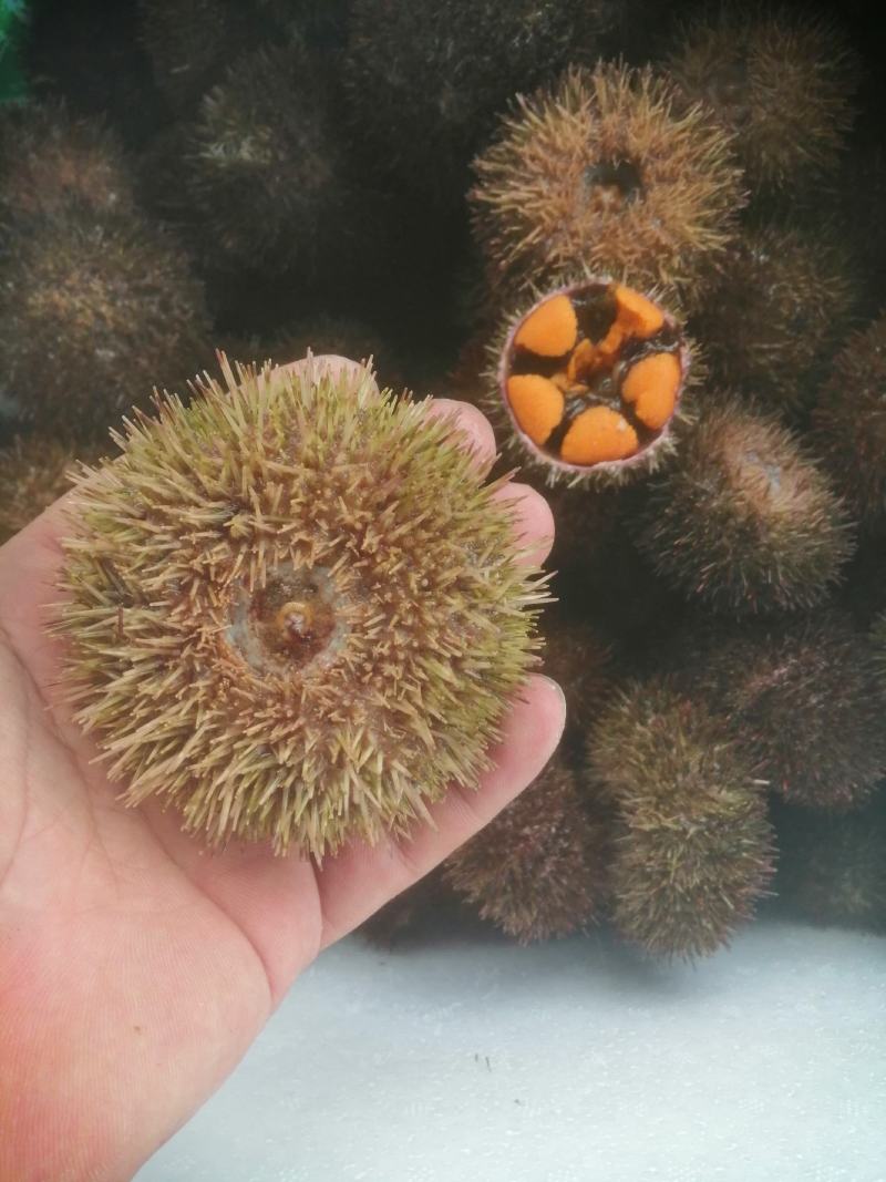 欢迎选购马胆海胆产地直销品质保证欢迎咨询
