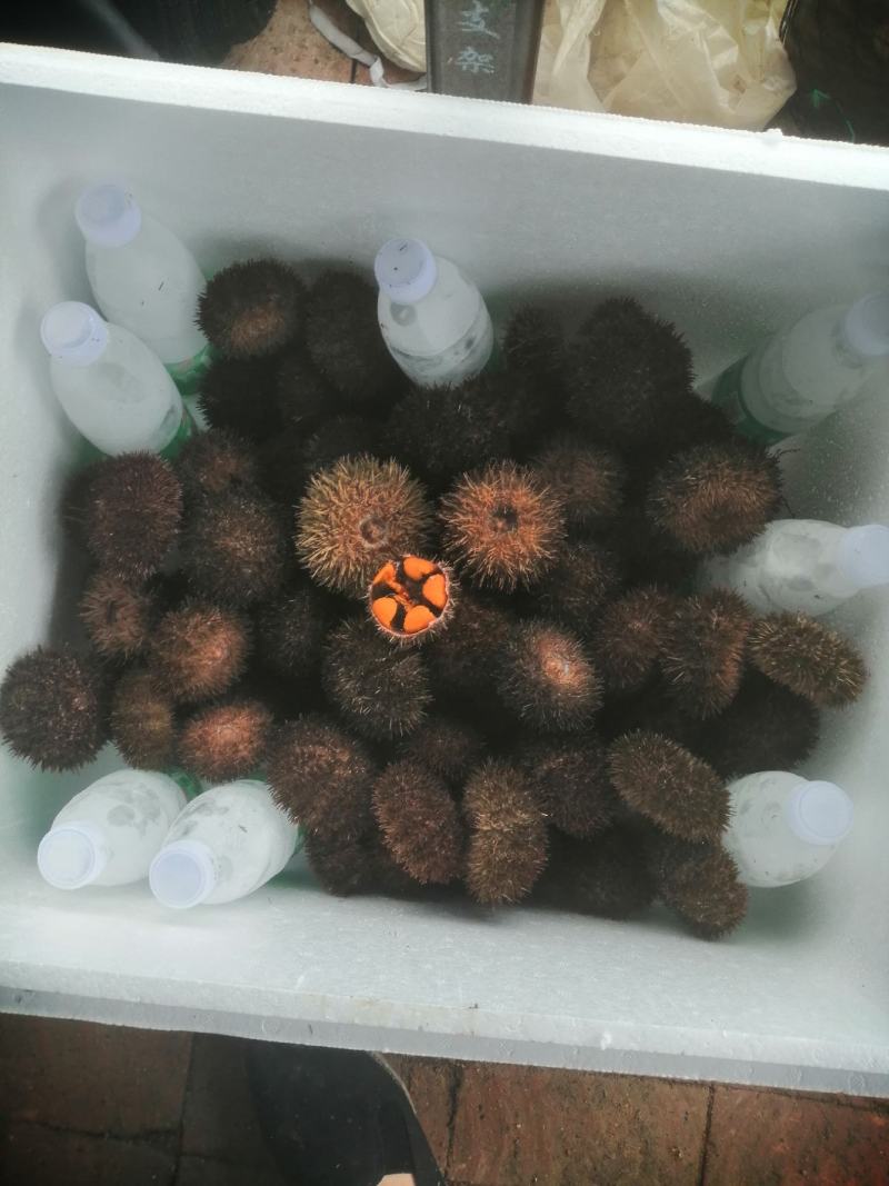 欢迎选购马胆海胆产地直销品质保证欢迎咨询