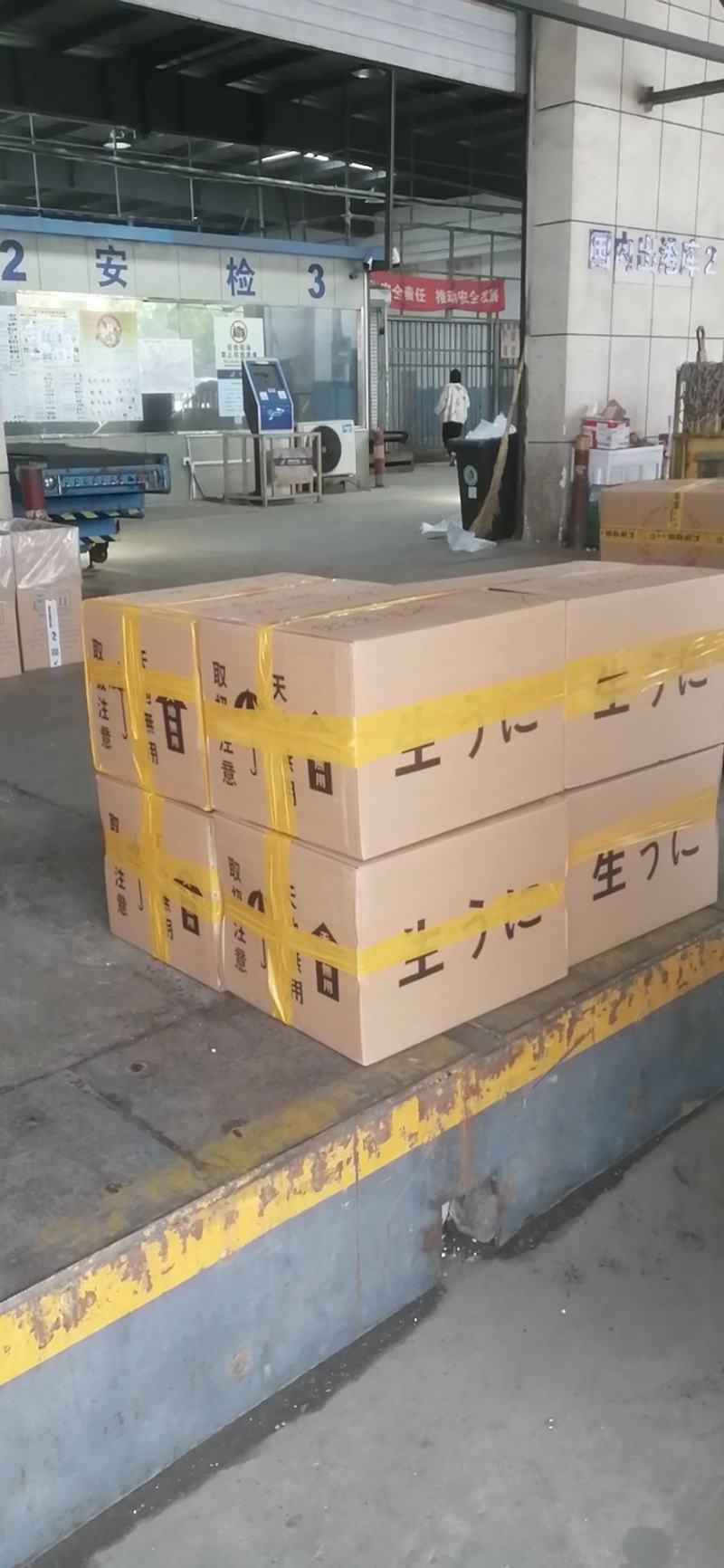 欢迎选购马胆海胆产地直销品质保证欢迎咨询