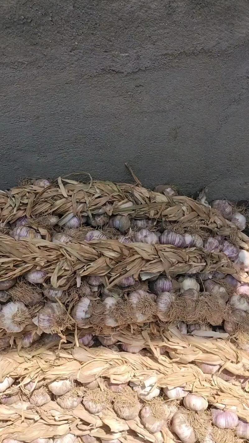 紫皮辨子蒜量大