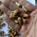 玳玳花正品一手货源批发零售