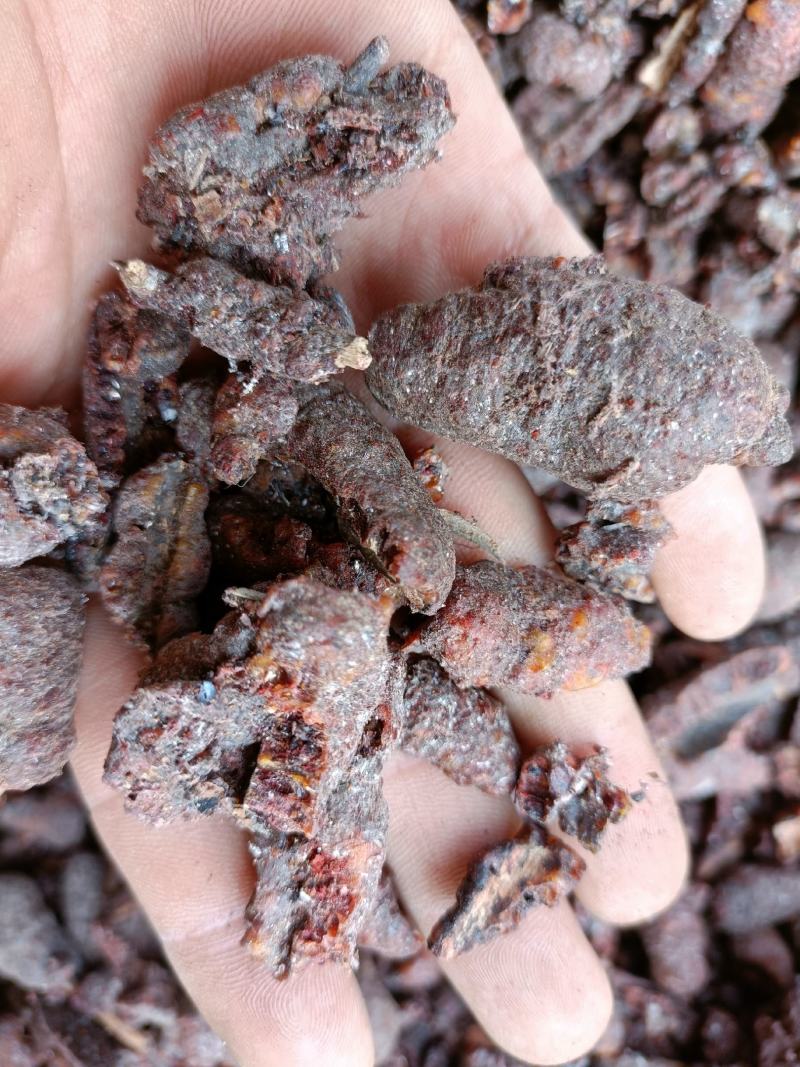 紫草茸大货批发一手货源