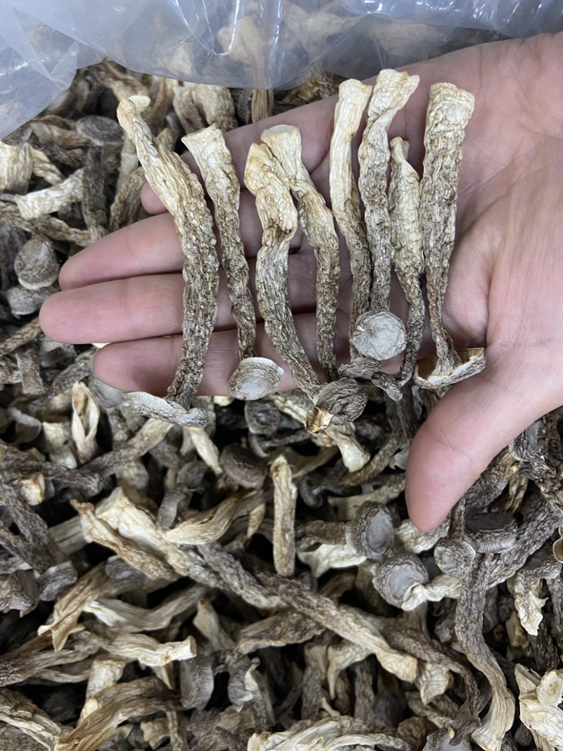 如意情牌鹿茸菇，多种规格，品类齐全