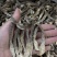 如意情牌鹿茸菇，多种规格，品类齐全