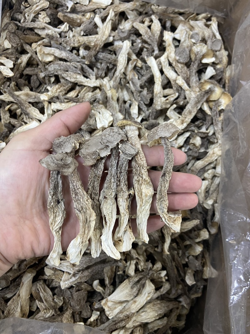 如意情牌鹿茸菇，多种规格，品类齐全
