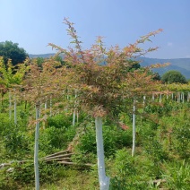 新品种红枫，泰勒红枫,锦叶粉红色系，又称粉红少女